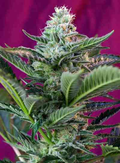 Mohan Ram Auto > Sweet Seeds | Autoflowering Cannabis   |  Hybrid