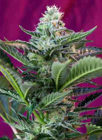 Mohan Ram Auto > Sweet Seeds