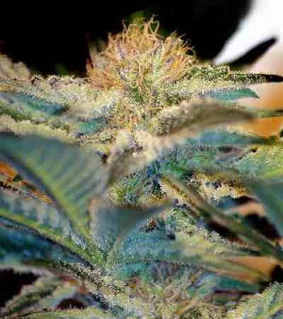 Mohan Ram > Sweet Seeds | Feminisierte Hanfsamen  |  Indica