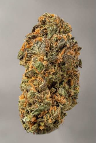 Mokum\'s Tulip > Dutch Passion | Feminized Marijuana   |  hybrid