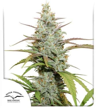 Mokum\'s Tulip > Dutch Passion | Feminized Marijuana   |  hybrid