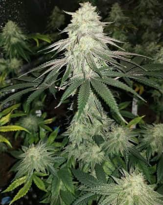 Mokum\'s Tulip > Dutch Passion | Feminized Marijuana   |  hybrid