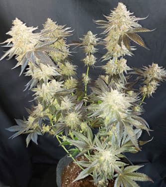 Mokum\'s Tulip > Dutch Passion | Feminized Marijuana   |  hybrid