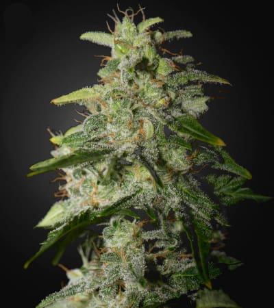 Money Maker > Strain Hunters Seed Bank | Cannabis seeds recommendations  |  TOP 10 Feminized
