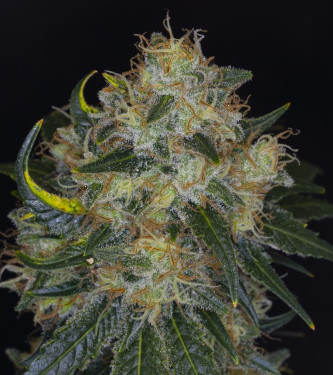 Monkey Grease > Kannabia Seeds | Semillas feminizadas  |  Híbrido