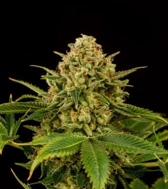 Monkey Grease > Kannabia Seeds | Feminisierte Hanfsamen  |  Hybrid