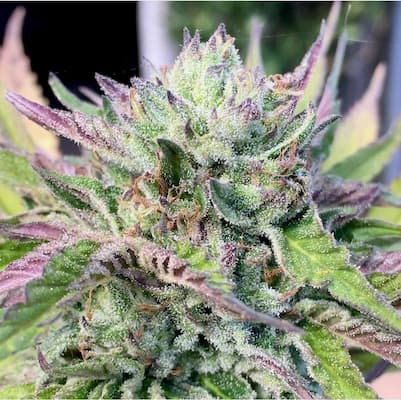 Monkey Grip Samen > Mamiko Seeds | Feminisierte Hanfsamen  |  Indica