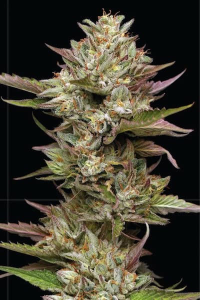 Moon Fog Samen > Humboldt Seed Company | Feminisierte Hanfsamen  |  Indica