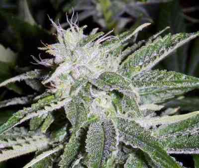 Moonshine Ghost Train Haze > Rare Dankness Seeds | Feminisierte Hanfsamen  |  Sativa