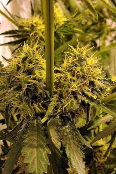 Moonshine Ghost Train Haze > Rare Dankness Seeds | Semillas feminizadas  |  Sativa