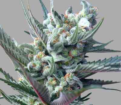 Moonshine Ghost Train Haze > Rare Dankness Seeds | Graines Féminisées  |  Sativa