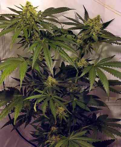 Moonshine Ghost Train Haze > Rare Dankness Seeds | Feminisierte Hanfsamen  |  Sativa