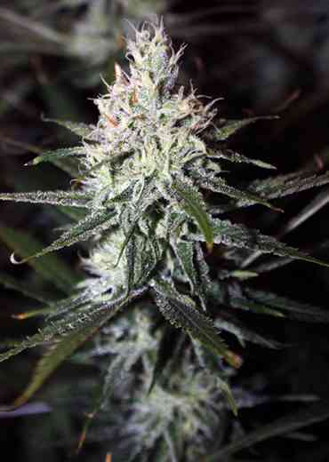 Moonshine Haze > Rare Dankness Seeds | Semillas Regulares  |  Sativa