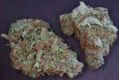 Moonshine Haze > Rare Dankness Seeds | Graines Normal  |  Sativa