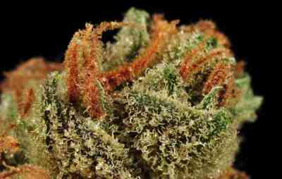 Moonshine Haze > Rare Dankness Seeds | Graines Normal  |  Sativa