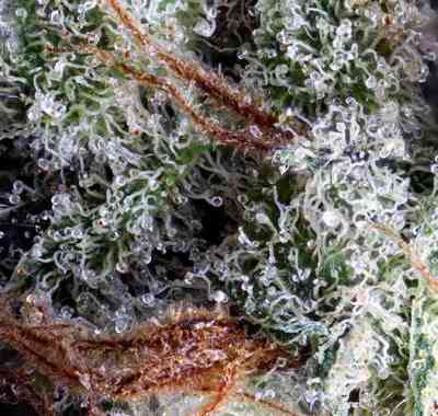 Moonshine Haze > Rare Dankness Seeds | Graines Normal  |  Sativa