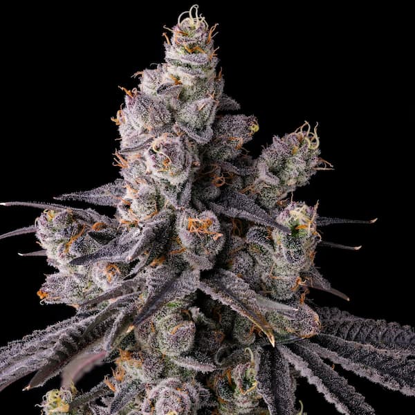 Mora Azul Seed > Compound Genetics Seeds | Feminized Cannabis   |  Hybrid