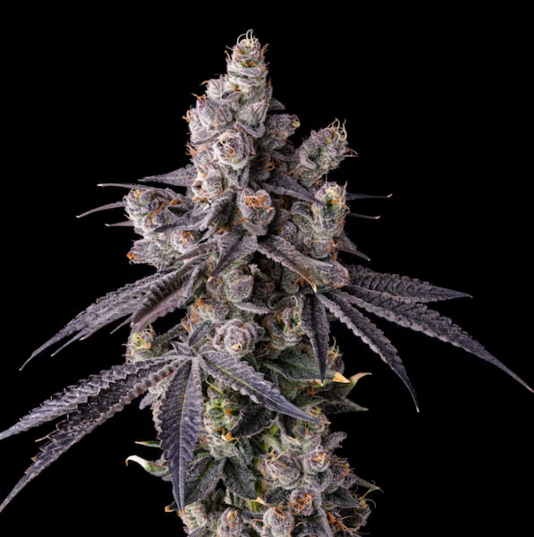 Mora Azul Seed > Compound Genetics Seeds | Feminized Cannabis   |  Hybrid