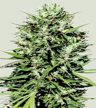 Moroccan Beldia Kif > ACE Seeds