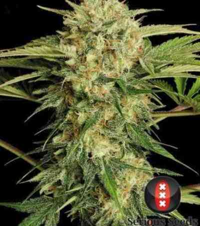 Motivation > Serious Seeds | Feminized Marijuana   |  Indica