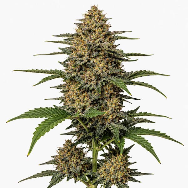 Motorbreath x K-Mintz Seed > Ripper Seeds | Feminized Cannabis   |  Indica