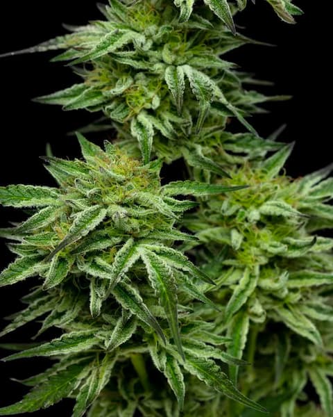 Mountaintop Mint > Humboldt Seed Company | Graines Féminisées  |  Hybride