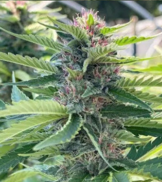 Mouse Trap > Rare Dankness Seeds | Semillas Regulares  |  Índica