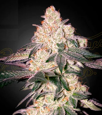 Moweeto > Green House Seed Company | Feminized Marijuana   |  Indica