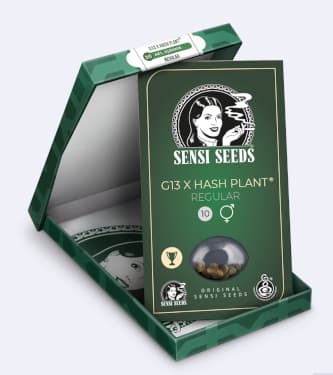 Mr. Nice G13 X Hash Plant > Sensi Seeds | Reguläre Hanfsamen  |  Indica