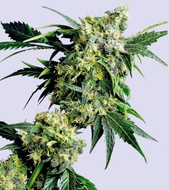 Mr. Nice G13 X Hash Plant > Sensi Seeds | Graines Normal  |  Indica