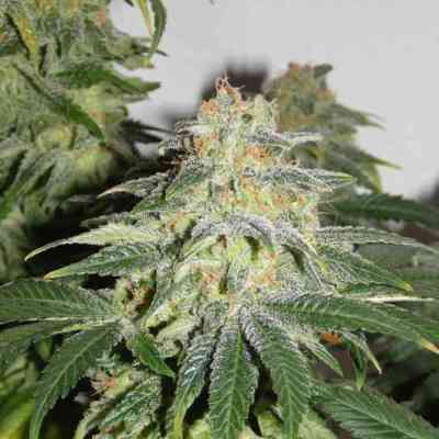 Russian Doll > Kannabia Seeds | Feminisierte Hanfsamen  |  Sativa