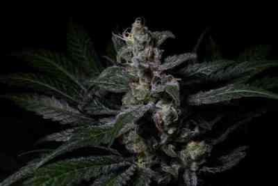 Muse Seed > R-Kiem Seeds | Feminized Marijuana   |  Indica