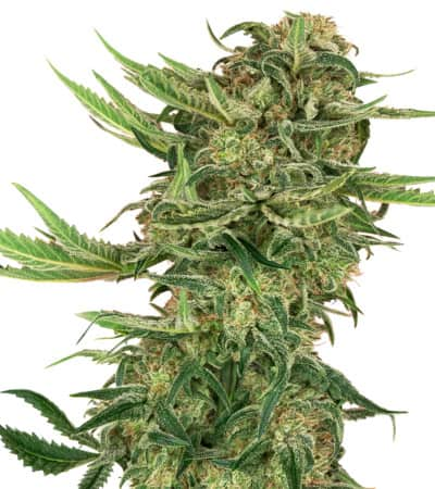 N13 KUSH > Sensi Seeds | Graines Féminisées  |  Indica