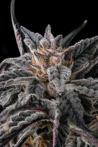 Nakamarra Seed > Compound Genetics Seeds | Feminized Cannabis   |  Hybrid