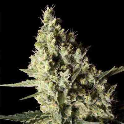 Narkosis > Blim Burn Seeds | Feminized Marijuana   |  Indica