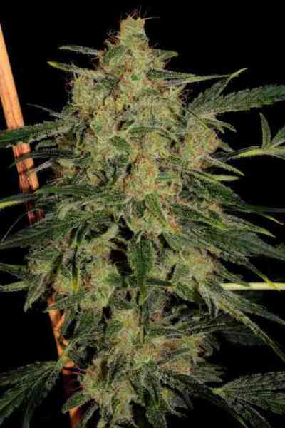 Nebula II CBD > Paradise Seeds | Feminized Marijuana   |  hybrid