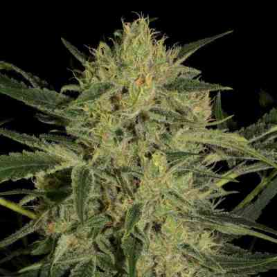 Nebula II CBD > Paradise Seeds | Feminisierte Hanfsamen  |  Hybrid