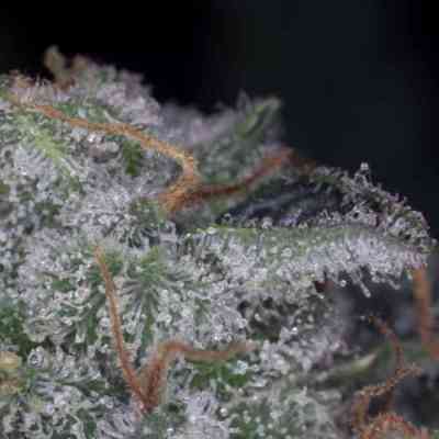 Nebula > Paradise Seeds | Feminized Marijuana   |  Sativa