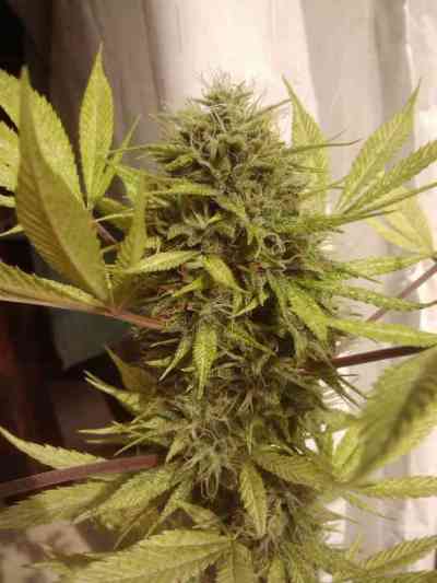 Nebula > Paradise Seeds | Feminized Marijuana   |  Sativa