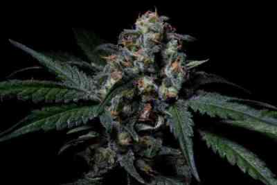 Negra 44 Samen > R-Kiem Seeds | Feminisierte Hanfsamen  |  Hybrid