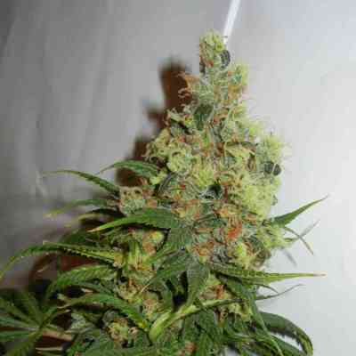 Neil Haze > Kannabia Seeds | Regular Marijuana   |  Sativa