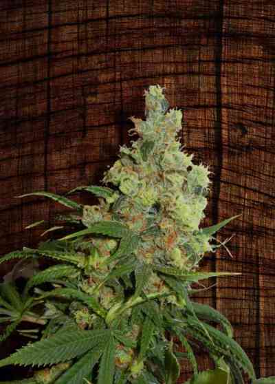 Neil Haze > Kannabia Seeds | Graines Normal  |  Sativa