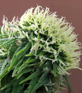 Nepal Annapurna > ACE Seeds | Graines Normal  |  Sativa