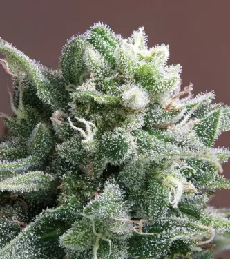 Nepal Annapurna > ACE Seeds | Graines Normal  |  Sativa