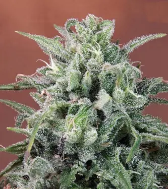 Nepal Annapurna > ACE Seeds | Graines Normal  |  Sativa