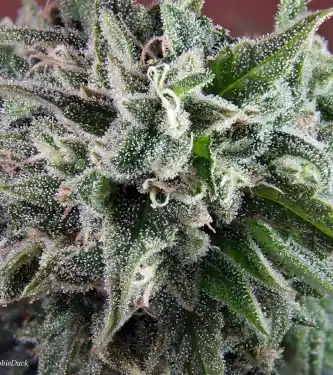 Nepal Annapurna > ACE Seeds | Semillas Regulares  |  Sativa