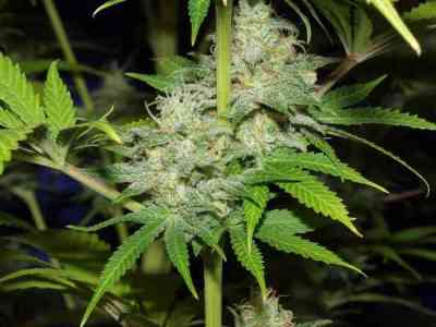 Nepal Jam > ACE Seeds | Feminized Marijuana   |  hybrid