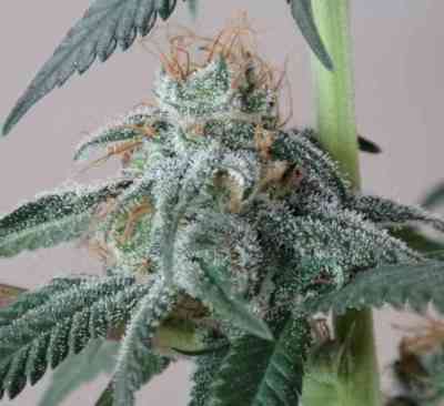 Nepal Jam > ACE Seeds | Feminized Marijuana   |  hybrid