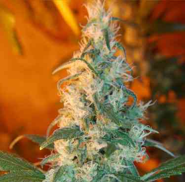 Nevada Privada > Alphakronik Genes | Regular Marijuana   |  Hybrid