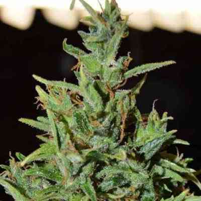 Neville Haze Auto > World of Seeds | Autoflowering Cannabis   |  Sativa